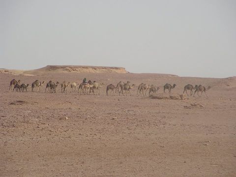 Kamelen in de Westelijke Woestijn | Groepsreis Westelijke Woestijn Egypte Kingfisher Tours