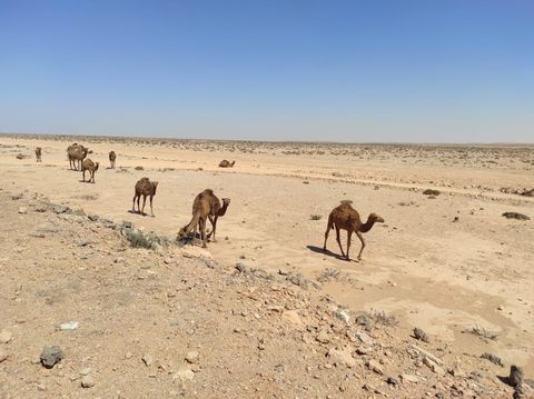 Overstekende kamelen op weg naar de Siwa oase, Egypte | Kingfisher Tours