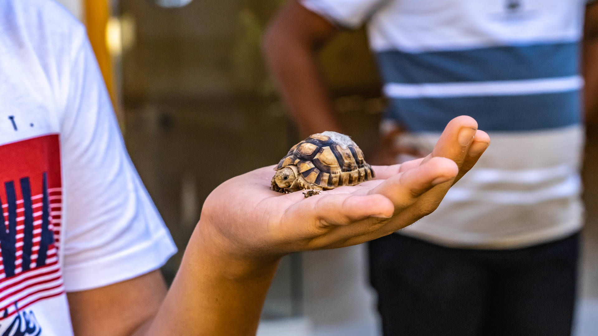 Bezoek aan ACE dierenhospitaal, kind met schildpadje op de hand