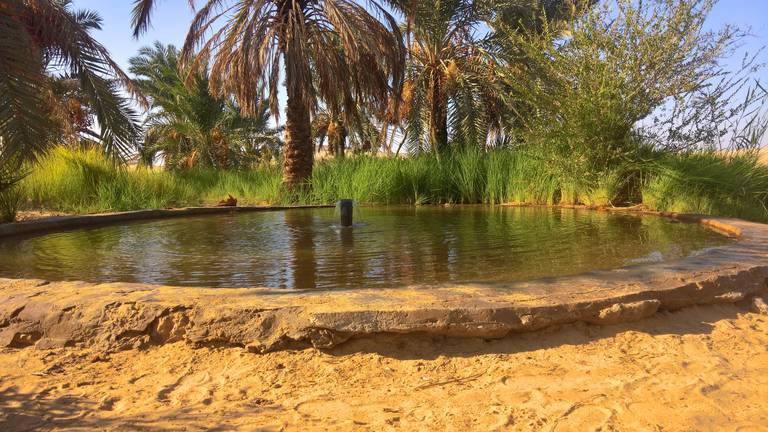 Warnwaterbron met omliggende palmbomen in de Siwa oase