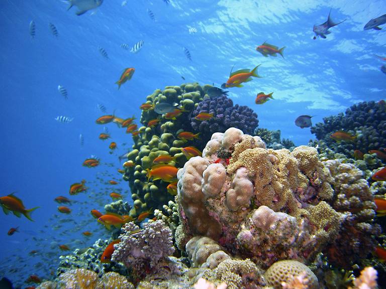 Snorkelen en duiken in de Rode Zee Egypte | Kingfisher Tours
